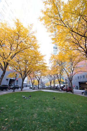 New York City, Battery Park area. Beautiful view of Trees  on a sunny day.の写真素材