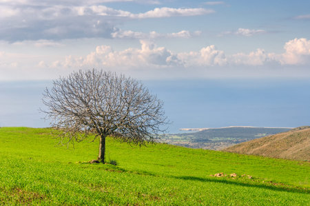 beautiful landscape and lone treeの写真素材