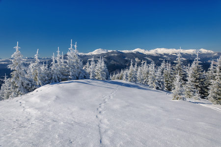 Winter landscape in mountains with  fir treesの写真素材