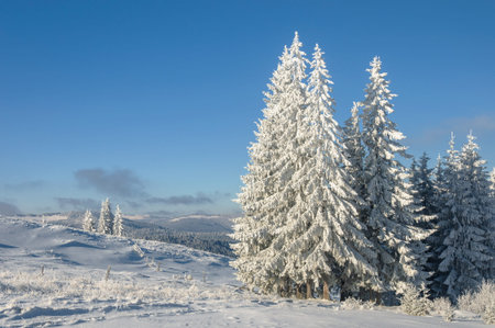 Winter landscape in mountains with  fir treesの写真素材