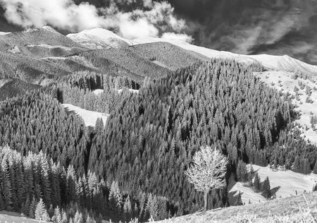 Lonely tree on the rime-covered in mountain. BW photoの写真素材