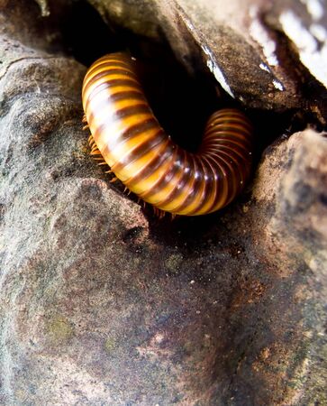 macro millipede on a stoneの写真素材