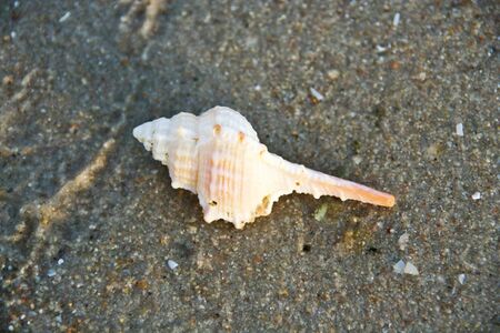 conch shell stout-spine murex on the beachの写真素材