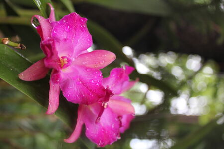 magenta orchidの写真素材