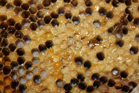 beehiveの写真素材