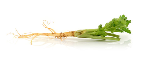 Coriander root on a white backgroundの写真素材