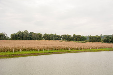 Dry corn field with the River and sky