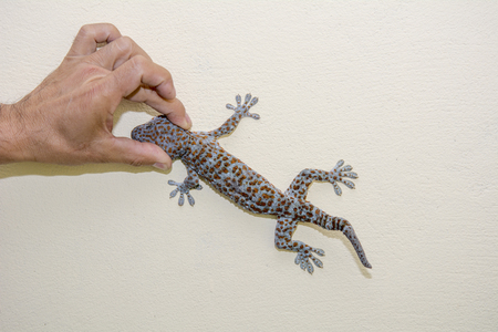 Men hand holding a gecko head on wallの写真素材