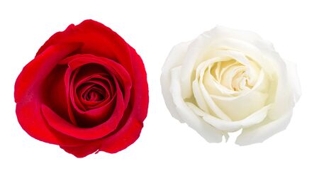 Top view for red and white rose isolated on white with clipping pathの写真素材