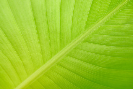 Green leaf texture with lighting effect background