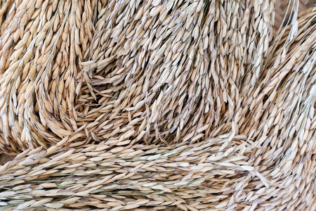 Dry paddy rice or ears of paddy rice - closeupの写真素材