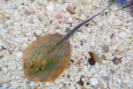 Stingray in aquarium - closeupの写真素材
