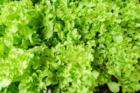 Green lettuce plants - salad vegetable
