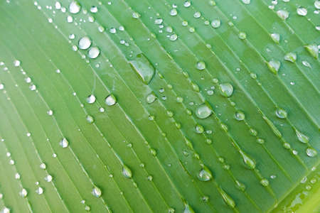 banana leaf with water drop - closeupの写真素材