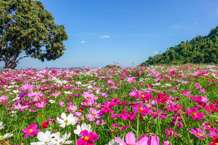 Cosmos flower in field with tree and blue sky backgroundの写真素材