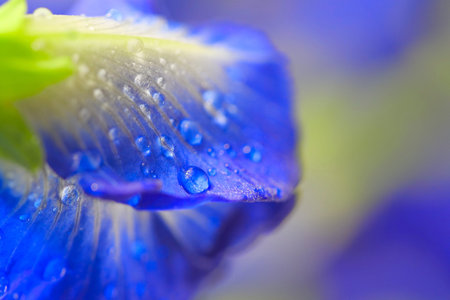 Natural extracts from pea flowers, Herb for hair treatment, Water drop from pea flowers