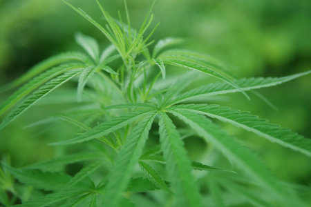 close up of marijuana plant
