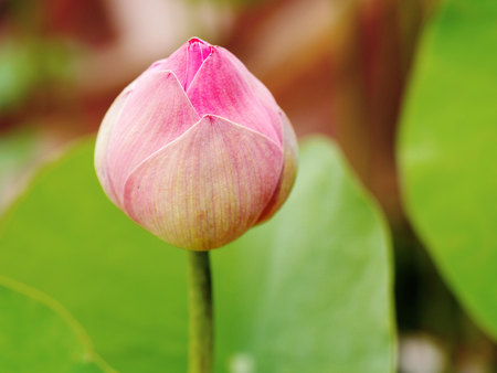 Bud of pink lotus  (Nelumbo nucifera) with green leaves,in the pond.の写真素材