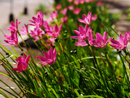 Pink rain lilies or Fairy lilies (Zephyranthes) blooming in the sunlight.の写真素材