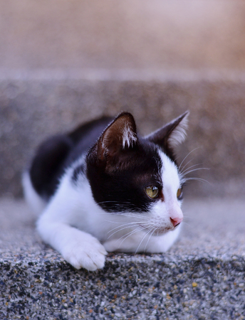 A black and white kitten sitting on the rough granite stairs.の写真素材