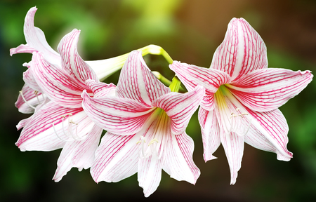 Israeli Amaryllis Glee - White Blooms with Scarlet Tracingsの写真素材