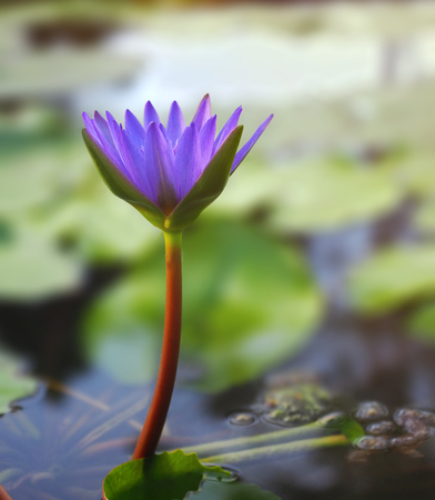 Panama Pacific  water lilly (Nymphaea) blooming in the pond.の写真素材