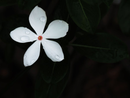 five-petal white flower (Rosy periwinkle or Catharanthus roseus) with raindrops and dark background.の写真素材
