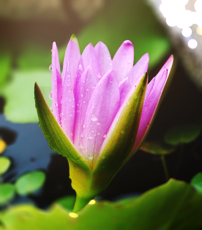 A pink water lily (Nymphaeaceae) with raindrops on petals.の写真素材