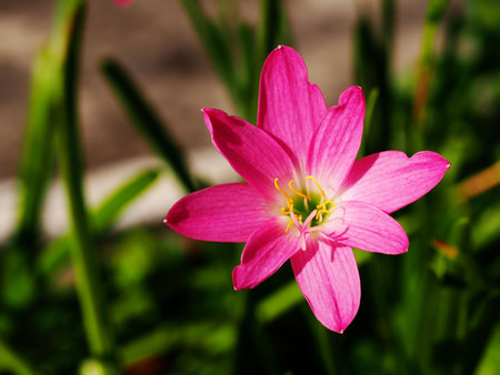A Pink rain lily (Zephyranthes) blooming.の写真素材
