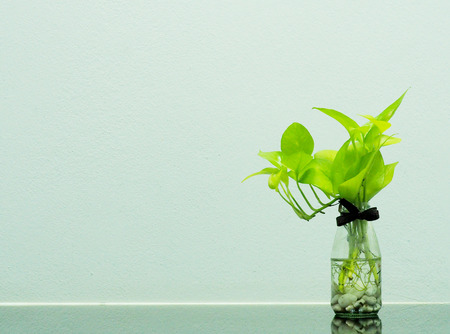Golden pothos(Epipremnum  aureum) in a glass bottle with concrete wall background.の写真素材