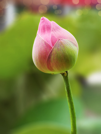Bud of pink lotus  (Nelumbo nucifera) with green leaves,in the pond.の写真素材