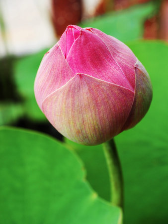 Bud of pink lotus  (Nelumbo nucifera) with green leaves,in the pond.の写真素材