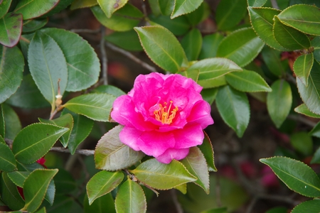 Japanese camelliaの写真素材