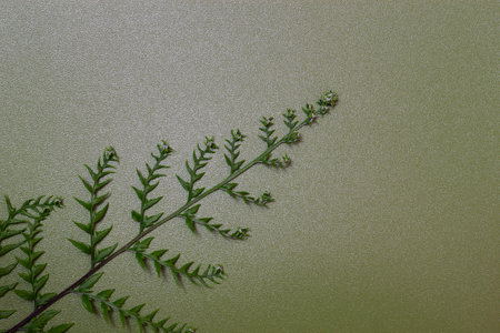 Fern leaf isolated on green backgroundの写真素材