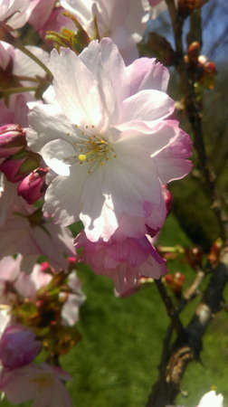 Beautiful spring blossom の素材