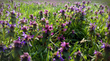 Summer flowersの素材