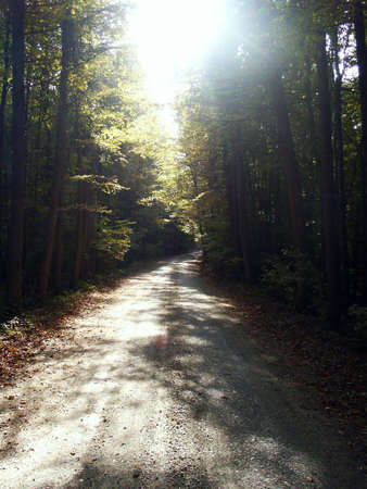 Forest road during autumn sunny dayの写真素材