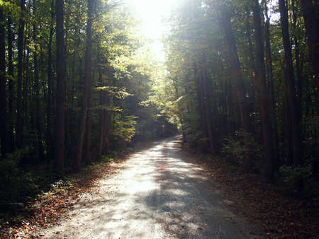 Forest road during autumn sunny dayの写真素材