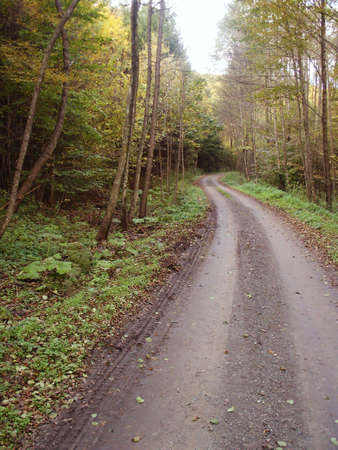 Forest road during autumn dayの写真素材