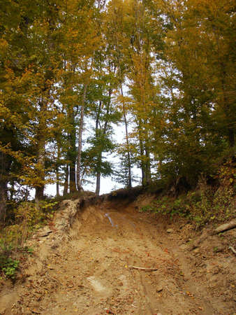 Muddy road thru forest during autumnの写真素材