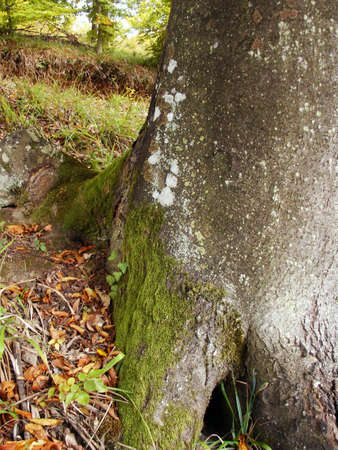 Tree moss in forest during autumnの写真素材