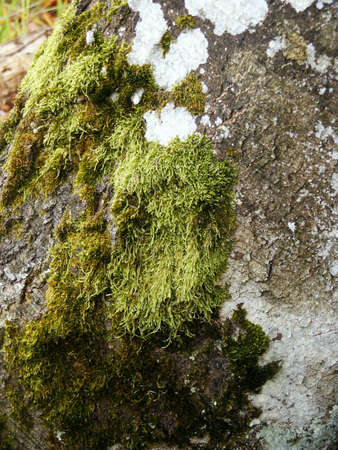 Tree moss in forest during autumn close-up. Macroの写真素材