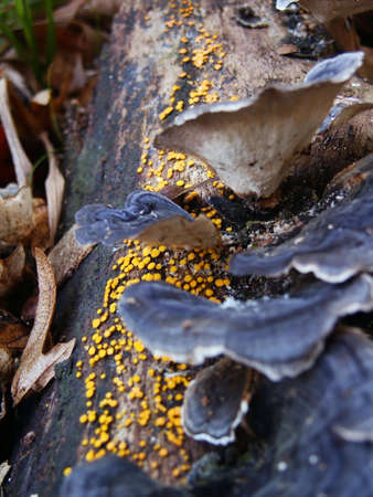 Mold and mushrooms on tree bark. Macroの写真素材