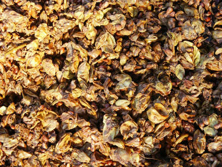 Grape pulp after wine production. Macroの写真素材