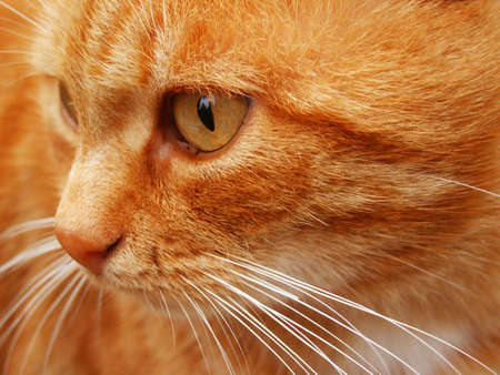 Orange cat profile close-up. Macroの写真素材