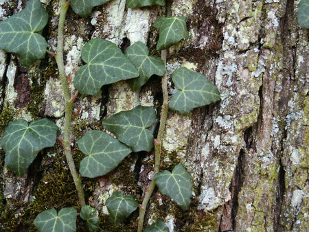 Poison ivy on tree bark