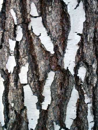 Birch tree bark background. Macroの写真素材