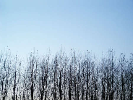 Young alder tree over blue sky backgroundの写真素材