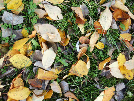 Foliage on grass during autumn. Background. Detailの写真素材