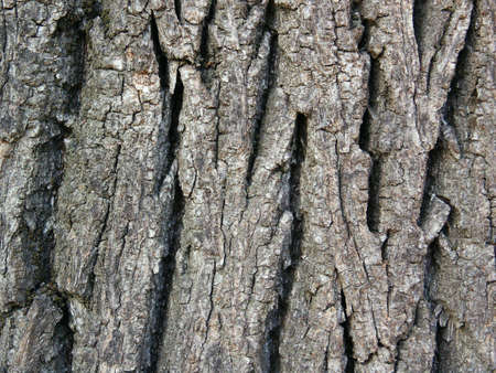 Walnut tree bark background. Macroの写真素材
